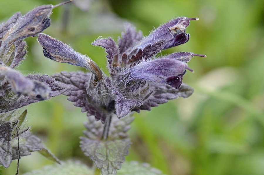 Bartsia alpina / Bartsia